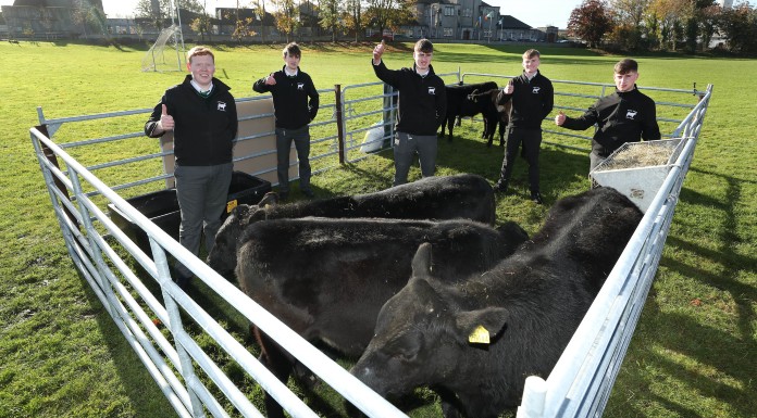 Five Tipperary students receive calves as part of agri competition