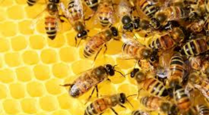 Councillor urges measures to protect native honey bees