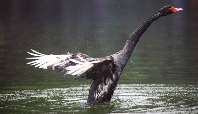 SUIR BLUEWAY’S BLACK SWANS