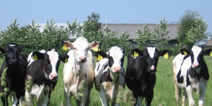 Cows returned to Cloughjordan farm after another short-lived theft