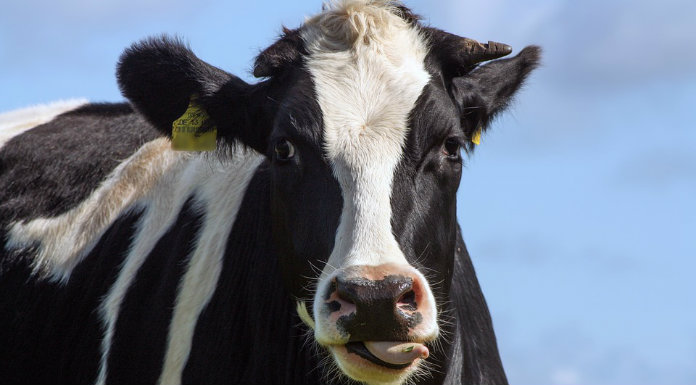 Cattle outnumber people in Tipperary by 4 to 1