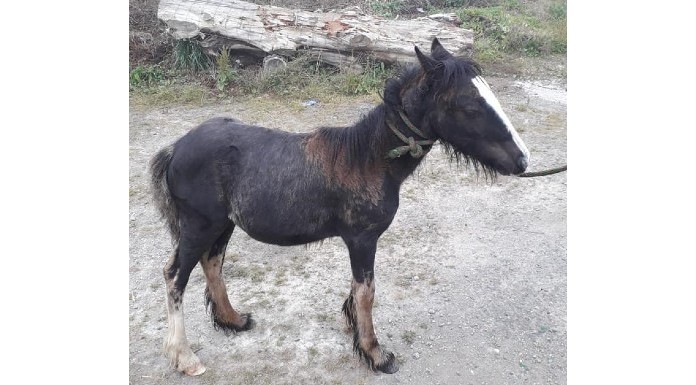 Gardaí seize more horses in Clonmel