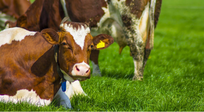 Irish beef gets US seal of approval