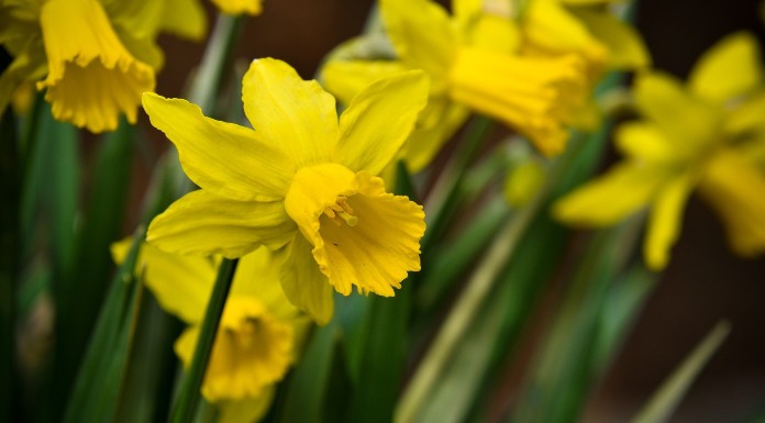 Fundraisers continuing in Tipp to mark Irish Cancer Society’s Daffodil Day