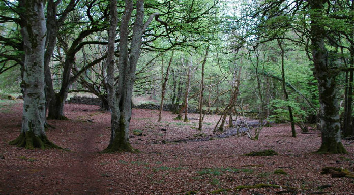 Tipperary sees more than 50 percent drop in forestry