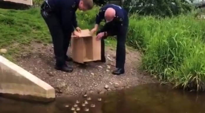 Ducks back to safe surroundings after causing traffic delays in Thurles