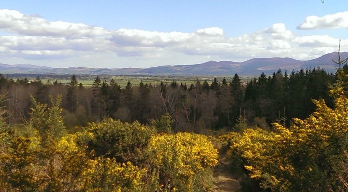 Tipperary TD describes lack of tree planting as a missed opportunity