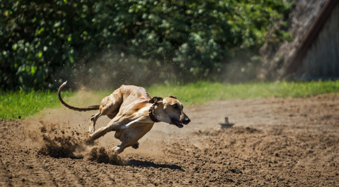 Tipp Today Highlight- Irish Grey Hound Board