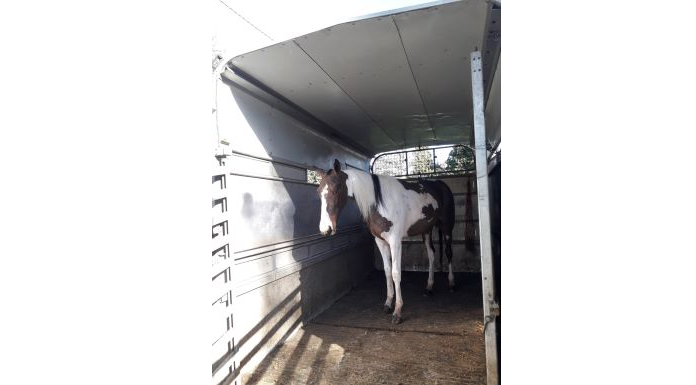 Horse seized as Gardaí intercept sulky race in Clonmel