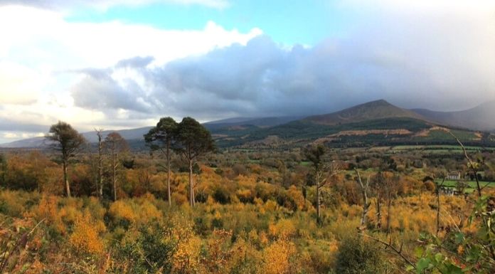 West Tipp forest among the most popular in the country