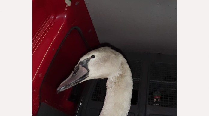 Swan rescued from busy Tipperary road