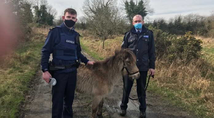 Malnourished pony rescued from Tipperary bogland