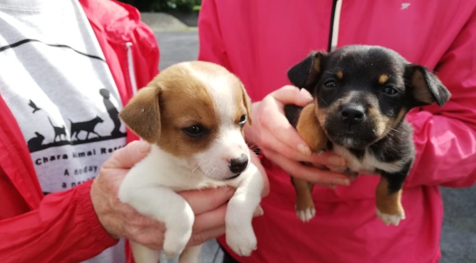 Thurles Gardaí trying to reunite pups with their owner