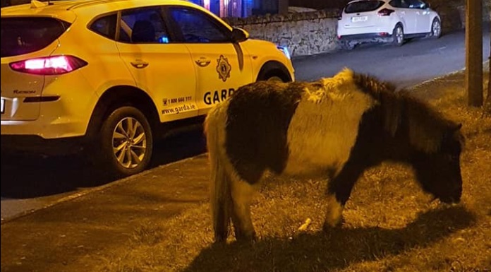 Pony “hungry and in need of shelter” seized by Gardaí in Clonmel