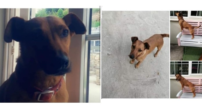 Family appeal for information after another dog is stolen in Tipperary