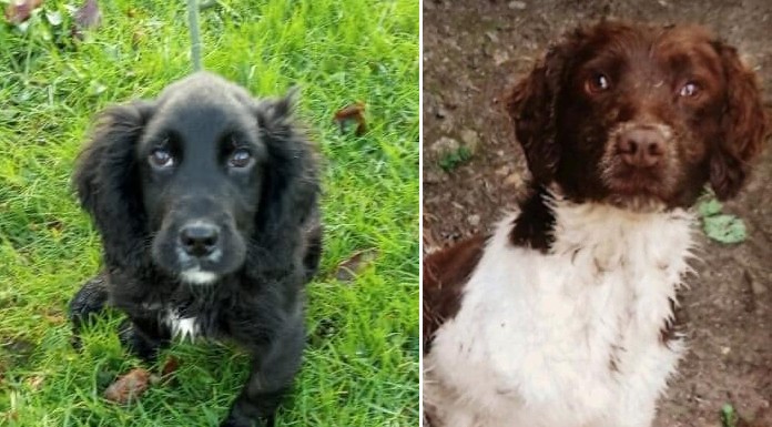 Garda appeal after two dogs stolen from back yard in Clonmel