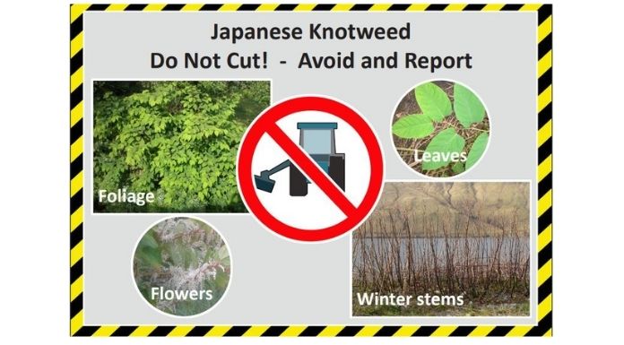 Japanese Knotweed still a problem in Carrick on Suir