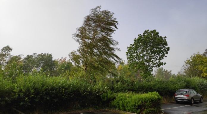 Trees damaged in Clonmel over the weekend