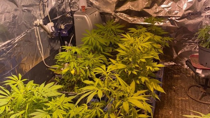 Man arrested as Cannabis grow house discovered in Thurles