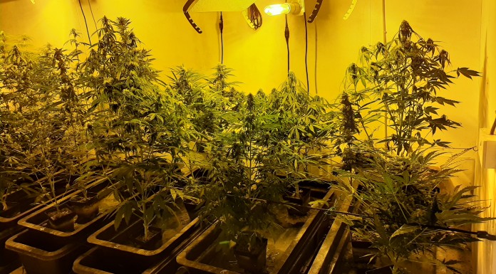 Man charged after €50k of cannabis plants found in Tipperary house