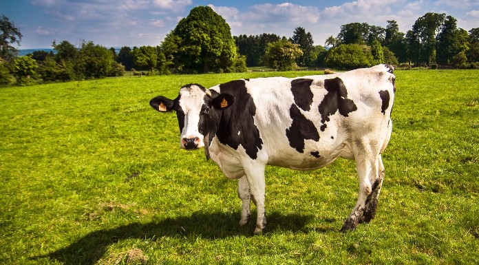 Tipperary farmers receive €131 million in milk payments from Glanbia in 2020