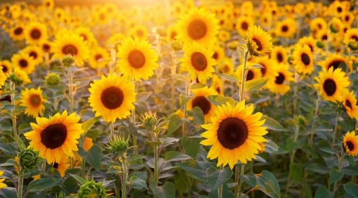 Sunday marks last chance to visit Sunflower farm in Cashel in support of charity